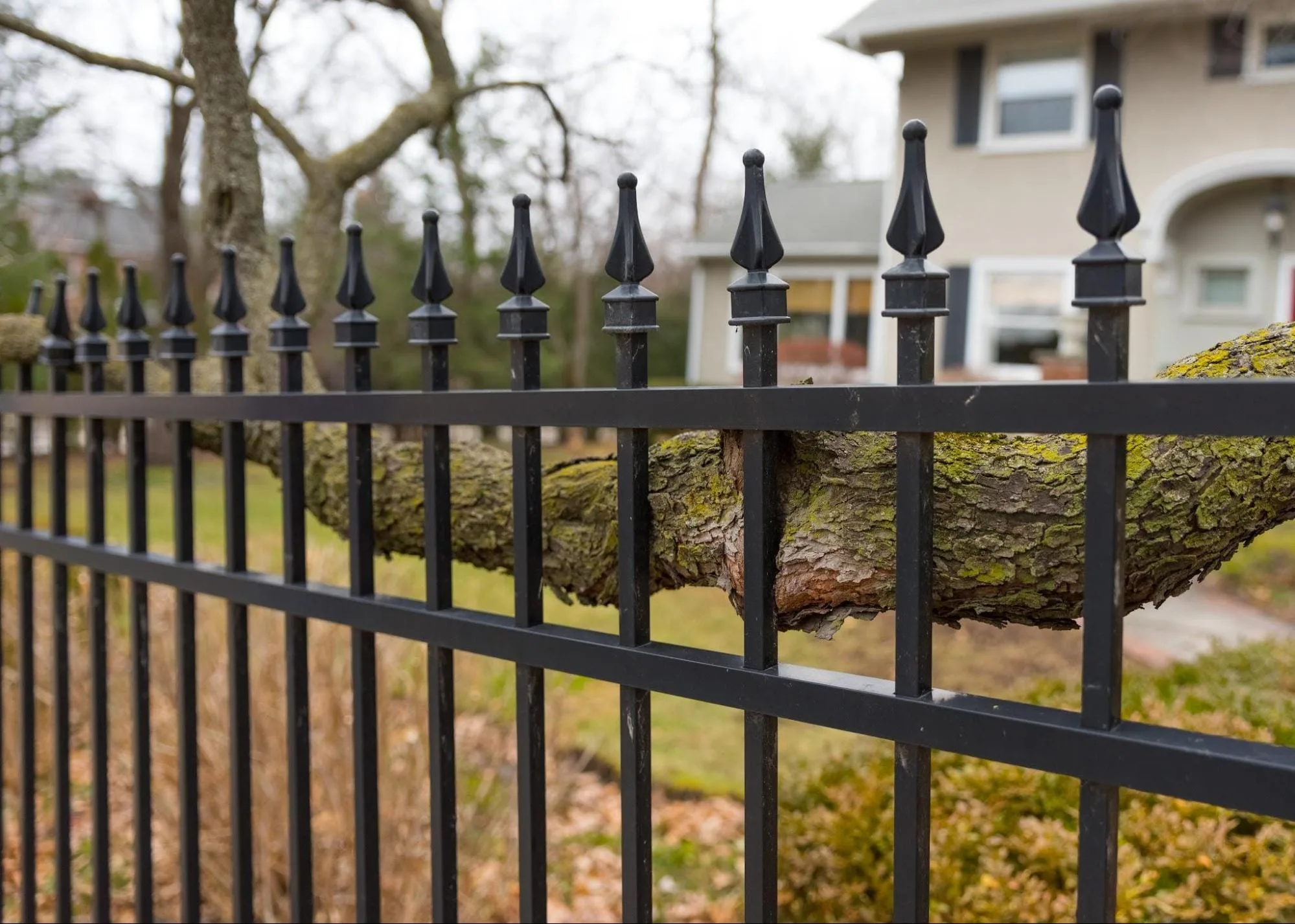 A black ornamental steel fence featuring spear finials, uniquely installed around a large, mature tree trunk growing through the rails. This highlights how versatile steel fencing can seamlessly integrate into a property's existing natural environment.