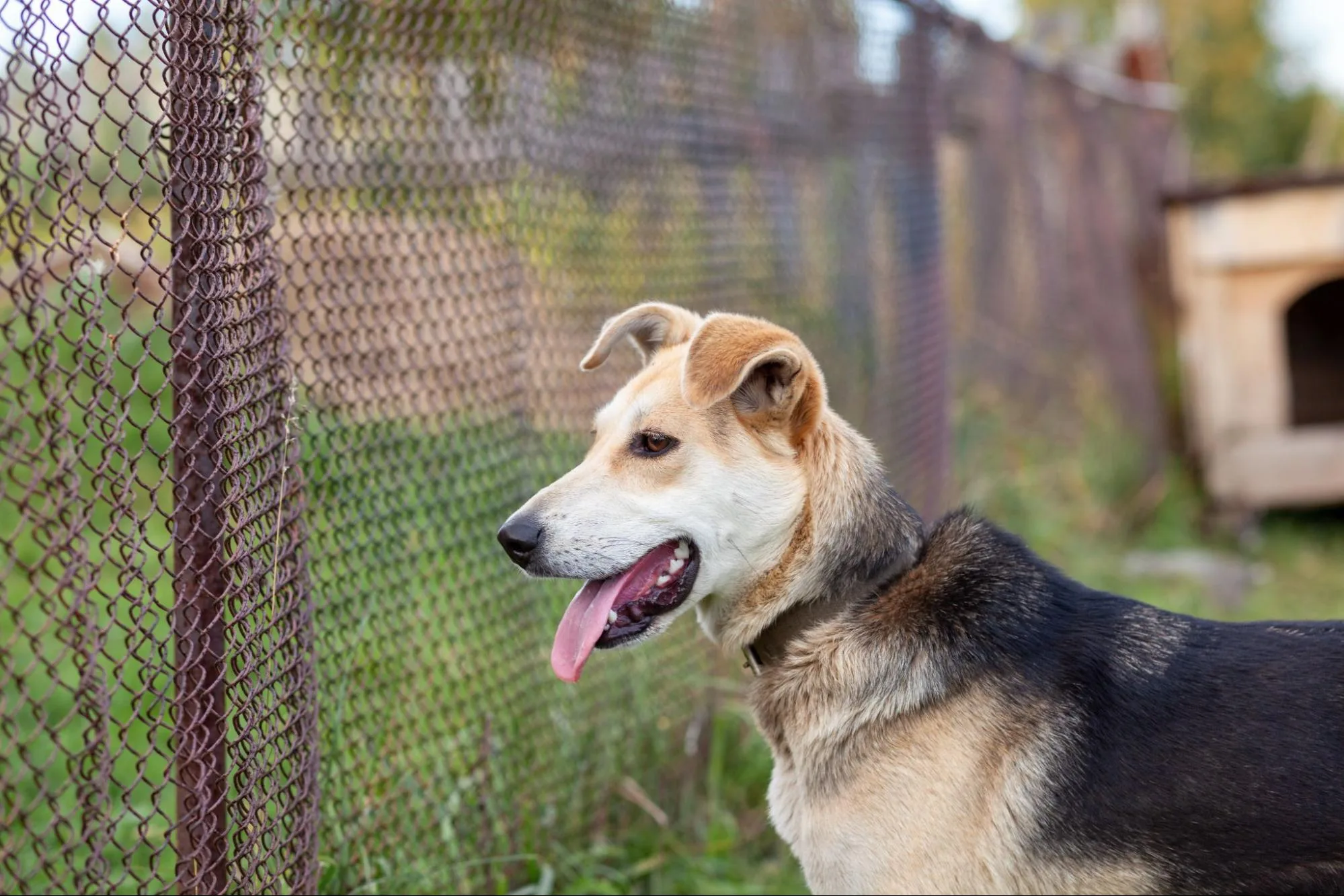 Dog standing beside a chain link fence installed on a rural property in Georgetown, TX by Hicks Fencing